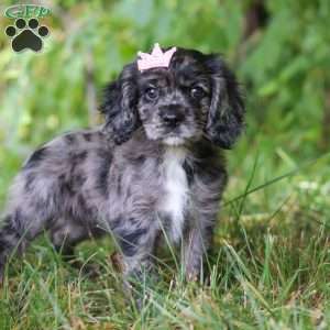 Pearl, Cocker Spaniel Puppy